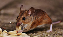 24 Hour & Emergency Exterminators in Hiram, AR